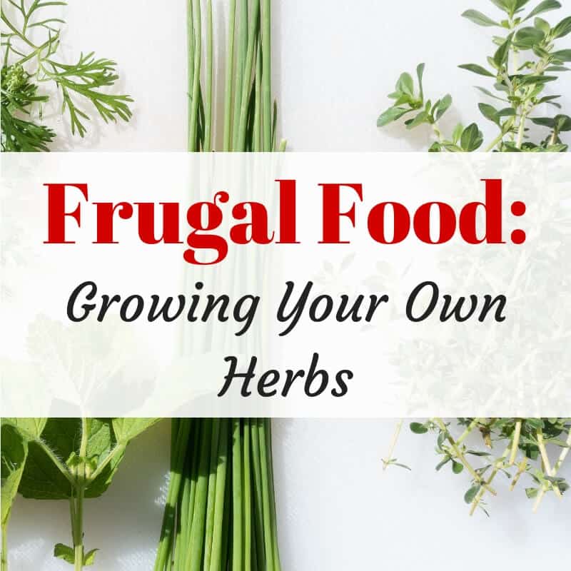 Growing Your Own Herbs: The Best Herbs To Grow At Home