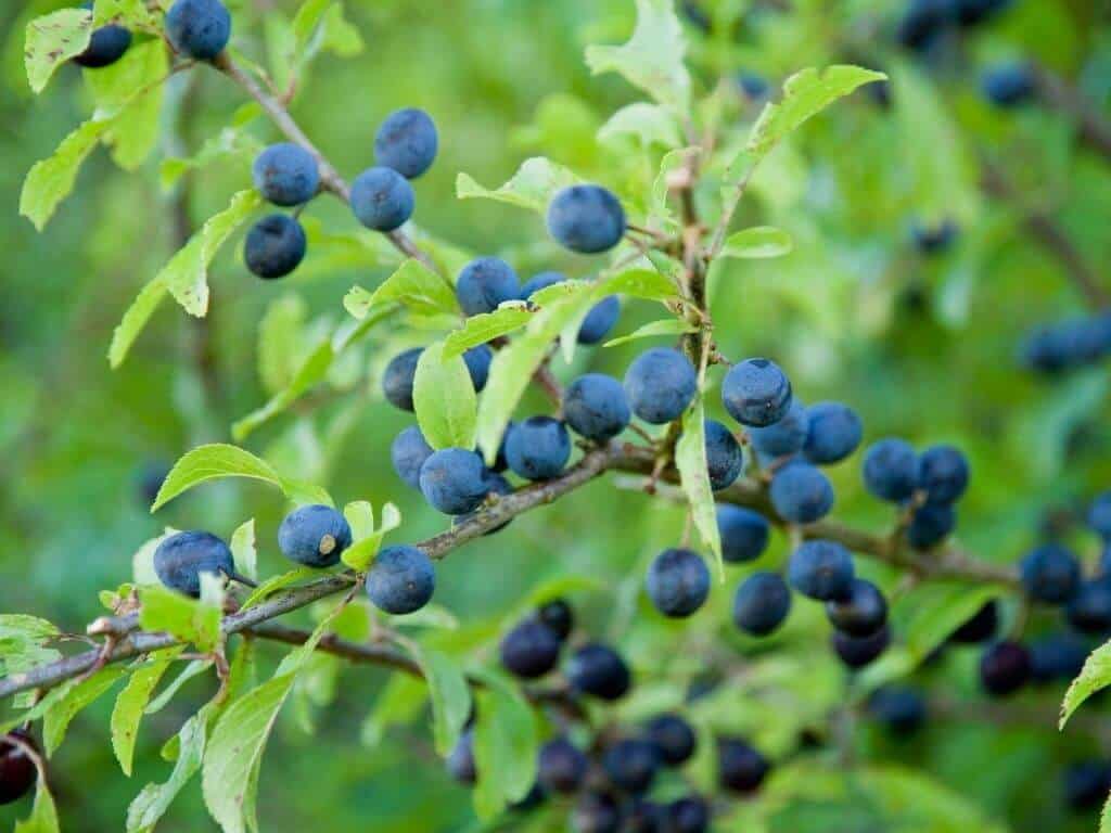 Sloes growing on a tree