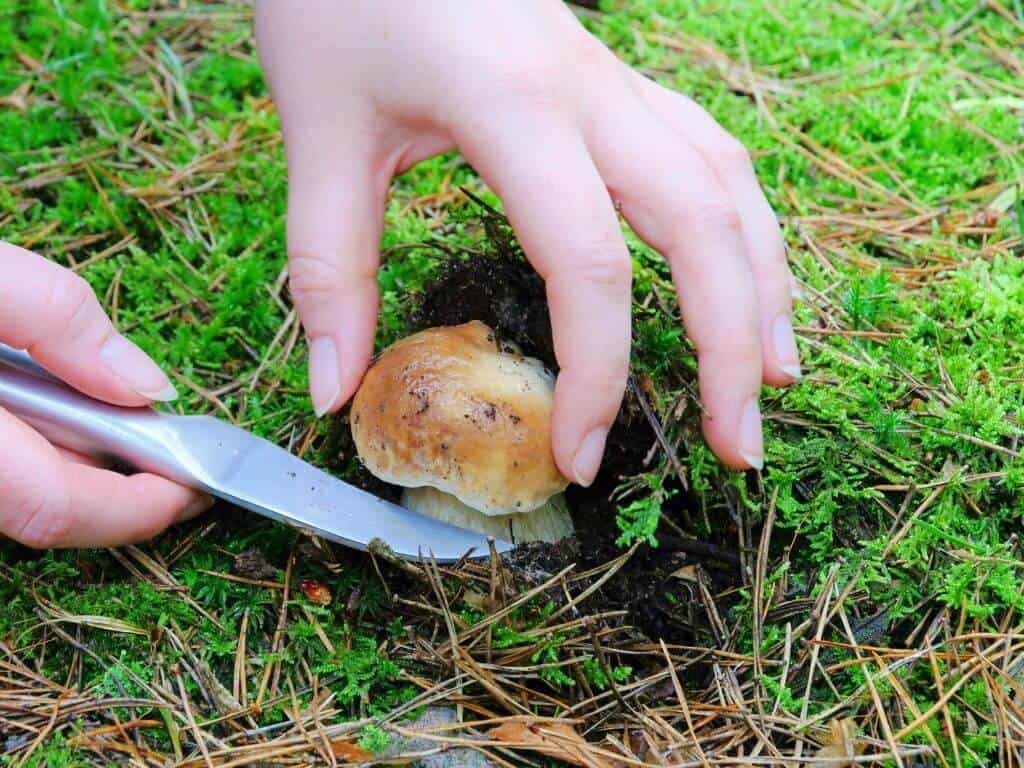 A cep mushroom being carefully picked using a small knife
