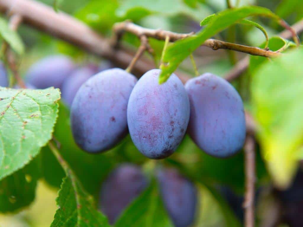A bunch of three purple damsons growing on a branch
