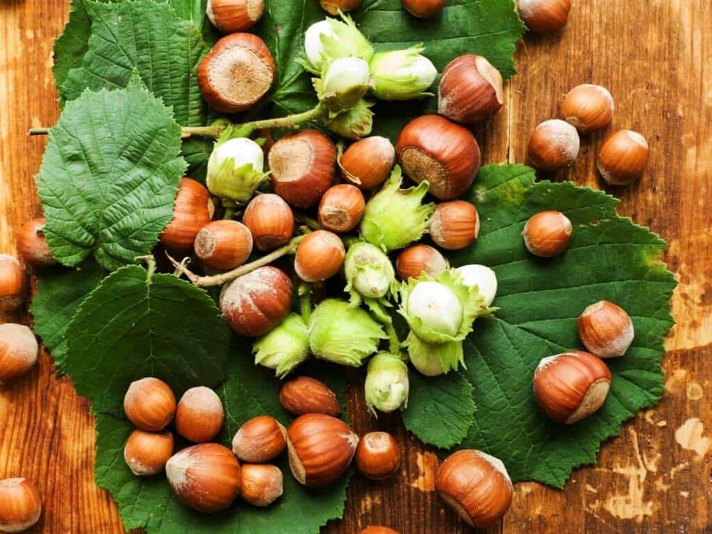 Hazelnuts placed on top of some hazel leaves