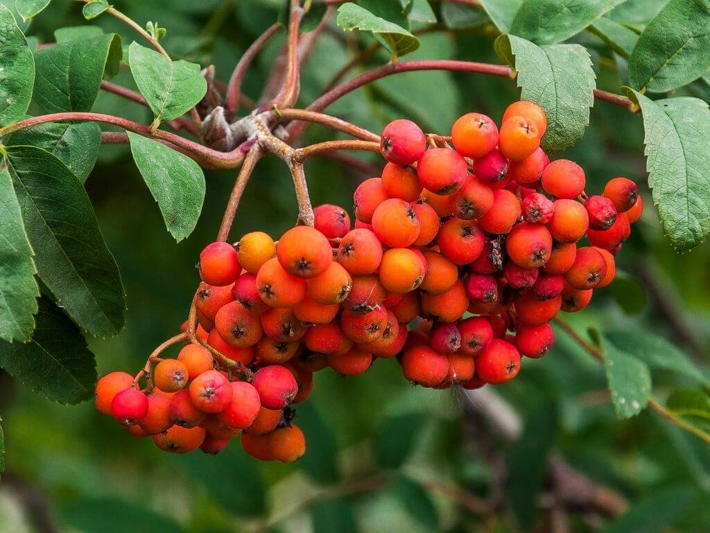 A large bunch of bright red rowan berries