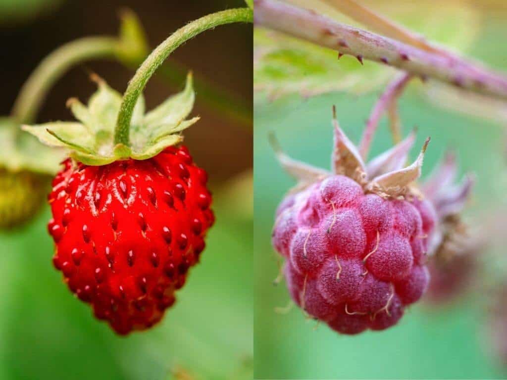 A wild strawberry which looks smaller and a slighter different colour to a normal strawberry. A wild raspberry which is a lighter colour.